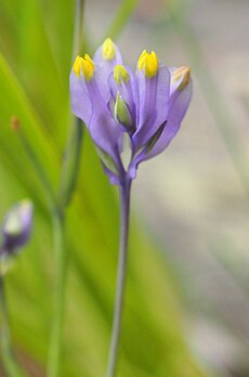 Burmannia disticha