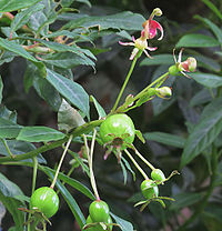 B. glabrata, frukt