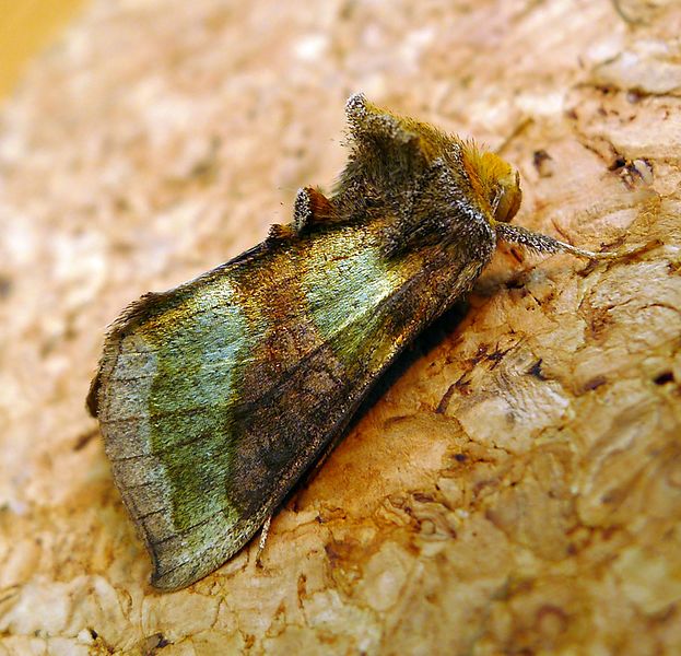 File:Burnished Brass. Diachrysia chrysitis - Flickr - gailhampshire (4).jpg