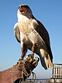 Ferruginous Hawk (Buteo regalis)