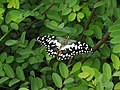 Butterfly-4-polonnaruwa-Sri Lanka.jpg