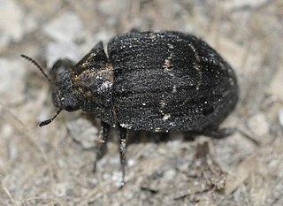 Byrrhinae Subfamily of beetles