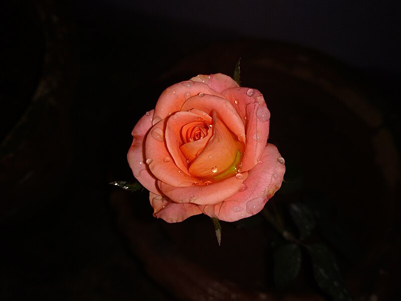 File:CUTE ROSE.jpg