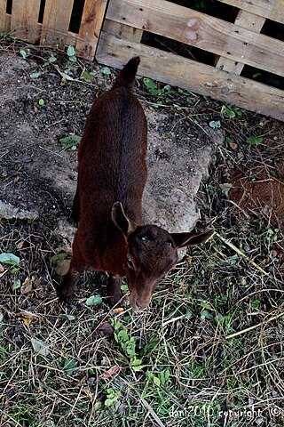 <span class="mw-page-title-main">Murciano-Granadina</span> Breed of goat