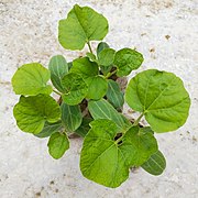 Calabash Seedlings.jpg