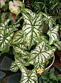 Caladium 1.jpg