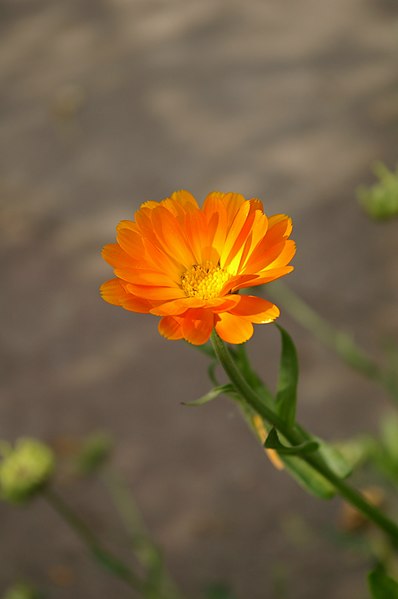 File:Calendula BKDM01.jpg