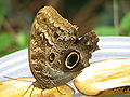 Owl butterfly Caligo idomeneus