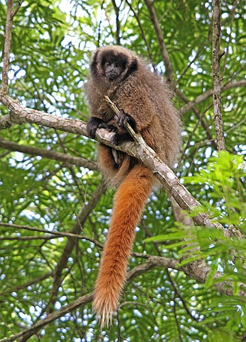 Black-fronted titi monkey