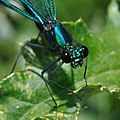 Banded Demoiselle (Calopteryx splendens) Gebänderte Prachtlibelle