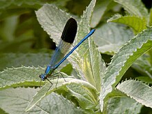 Calopteryx syriaca m.jpg