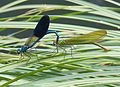 Calopteryx xanthostoma