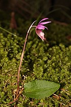   Calypso bulbosa