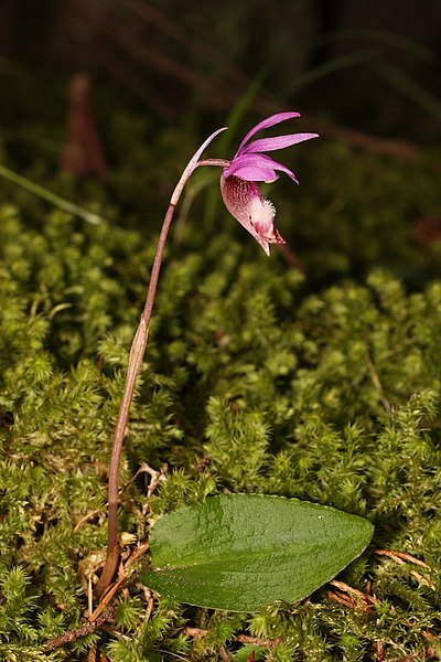 File:Calypso bulbosa 5493.JPG