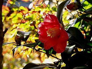 Camellia japonica natural.jpg