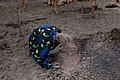 * Nomination: Cattle camp of the Mundari tribe, Terekeka, South Sudan --Poco a poco 12:15, 11 May 2024 (UTC) * * Review needed