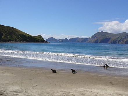 Sea lions ashore on Campbell Island