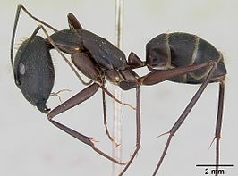 Camponotus lespesii