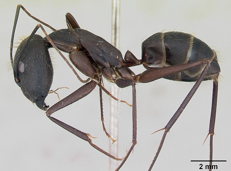 File:Camponotus lespesii casent0173428 profile 1.jpg
