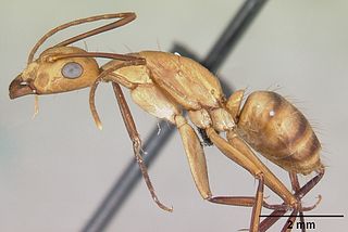 <i>Camponotus variegatus</i> Species of carpenter ant