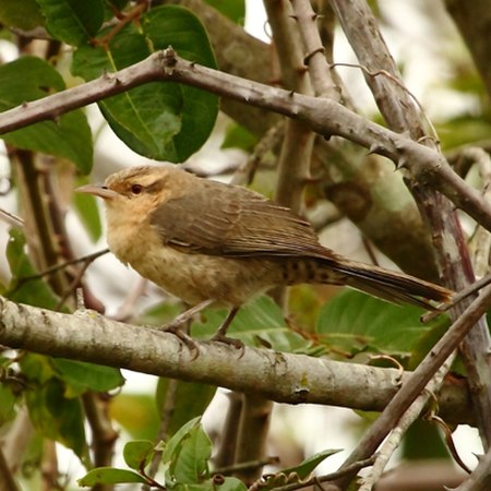 Campylorhynchus turdinus