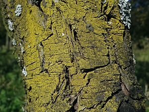 Candelariella xanthostigma a1 (6).JPG