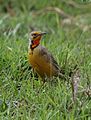 Cape Longclaw vagy Narancs-torkú Longclaw, Macronyx capensis a Krugersdorp Vadrezervátumban, Gauteng, Dél-Afrika (31203465420) .jpg