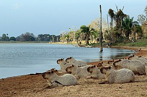 Group of capybara