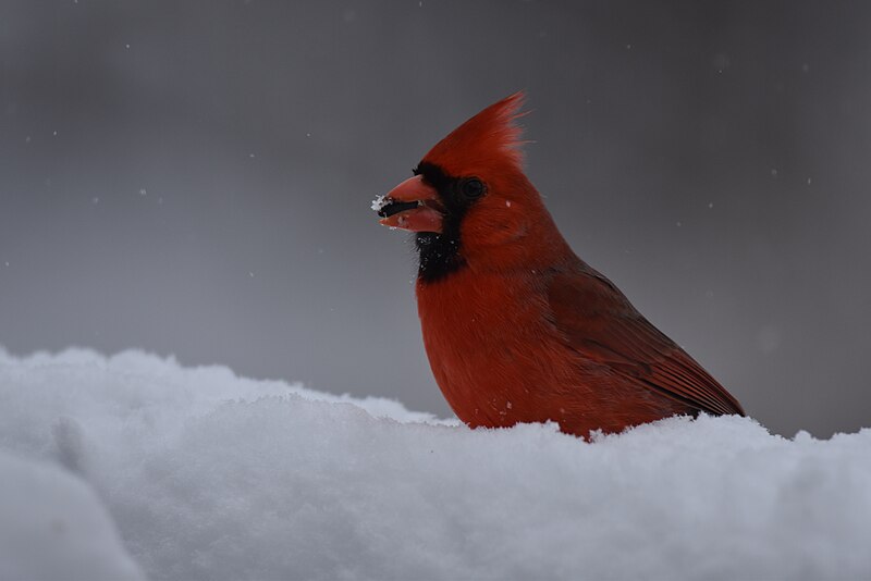 File:Cardinal marriottsville snow 1.13.19 DSC 0021.jpg