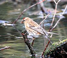 Кабаре Carduelis1.jpg