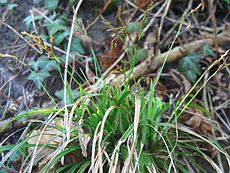 Carex digitata.jpeg