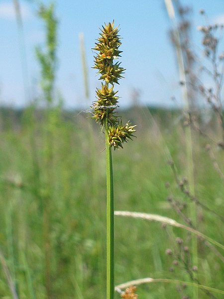 File:Carex muricata inflorescens (10).jpg