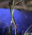 Lyngbyestør (Carex lyngbyei)