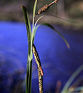 Miniatura para Carex lyngbyei