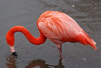 Caribbean flamingo at slimbridge arp.jpg