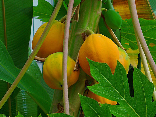 Carica papaya 005