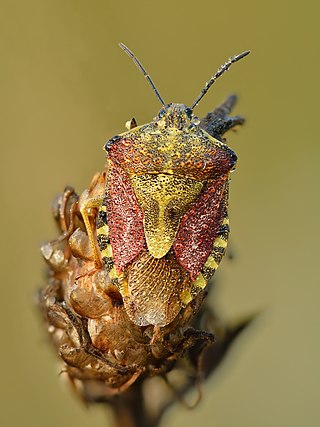 Carpocoris purpureipennis