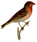 Миниатюра для Файл:Carpodacus erythrinus.jpg