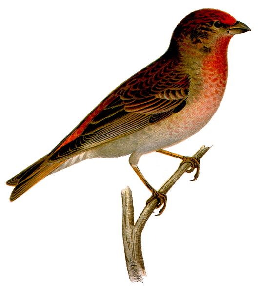 File:Carpodacus erythrinus.jpg