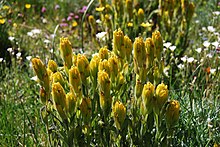 Castilleja levisecta1.jpg 