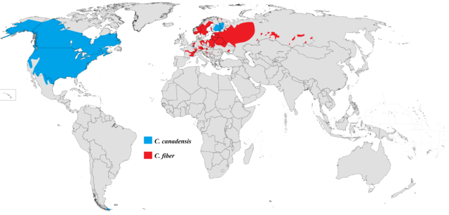 Mapa występowania