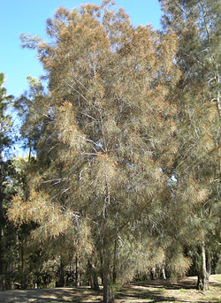 Casuarina cunninghamiana (árvore em flor)