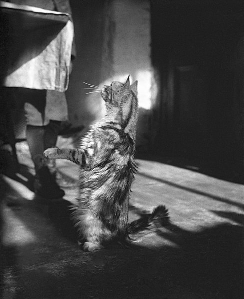 File:Cat, Kilternan Abbey, Golden Ball, Ireland circa 1895.jpg