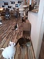 Cat café Rotterdam.jpg