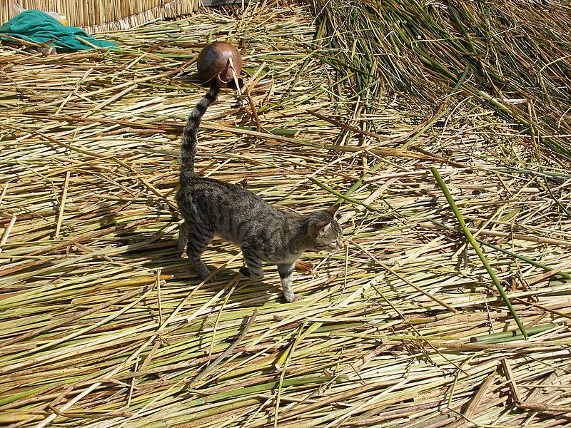 File:Cat on Uros Islands Peru.jpg