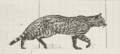Image 41General locomotor patterns of a cat by Eadweard Muybridge, 1887 (from Cat anatomy)