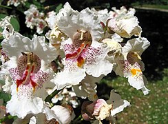 Fleurs de Catalpa speciosa