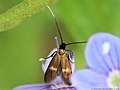 Cauchas fibulella (Linnaeus, 1758)