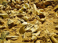 restes osseux sur le site de la Caune de l'Arago