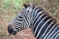 * Nomination Plains zebra (Equus quagga), Lake Mburo National Park, Uganda --Poco a poco 05:19, 23 May 2024 (UTC) * Promotion  Support Good quality. --Plozessor 04:31, 24 May 2024 (UTC)